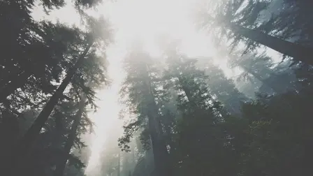 Crepúsculo en Forks: El fenómeno que cambio a un pueblo (Twilight in Forks: The Saga of the Real Town)