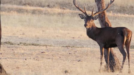 I'm the Best Iberian Red Deer