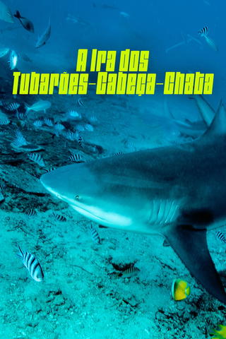 A Ira dos Tubarões-Cabeça-Chata