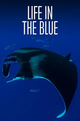 Life in the Blue