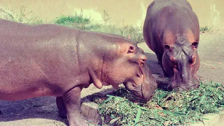 Les hippopotames d'escobar
