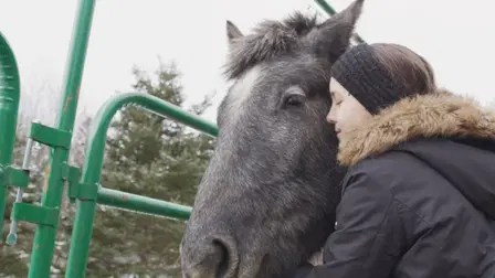 Horse Healing