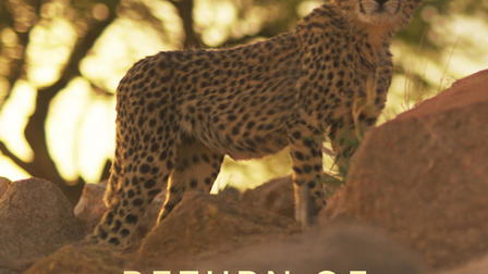 Return of the Cheetah: Horn of Africa