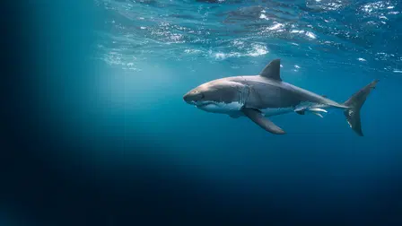 Great White Double Trouble