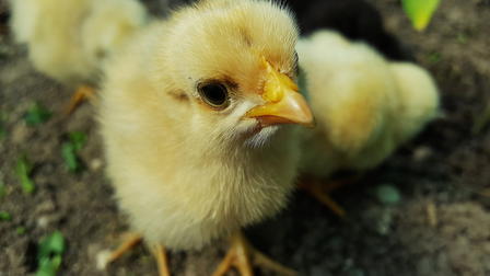 Chicken Little