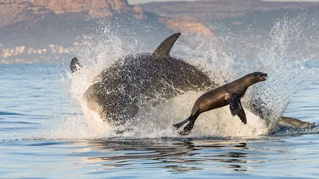 Great White: The Impossible Shot