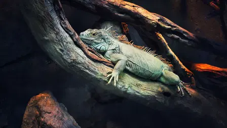 72 Animales Peligrosos: América Latina