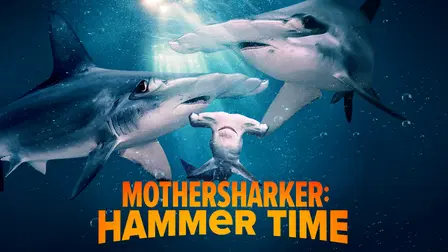 Mothersharker: Hammer Time