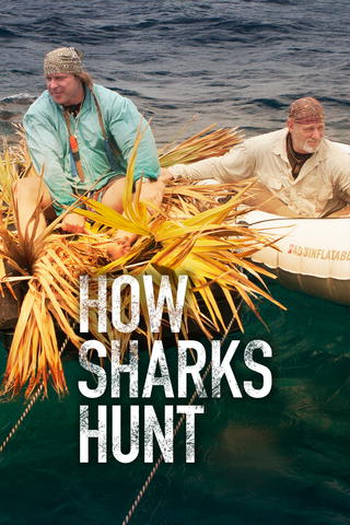 How Sharks Hunt