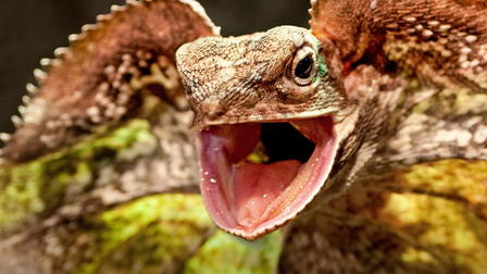 Animalogic: Dangerous & Deadly