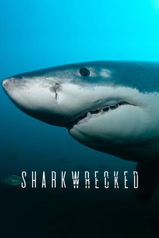 Sharkwrecked