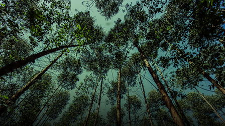 Novas Raízes - Escolhas do Futuro