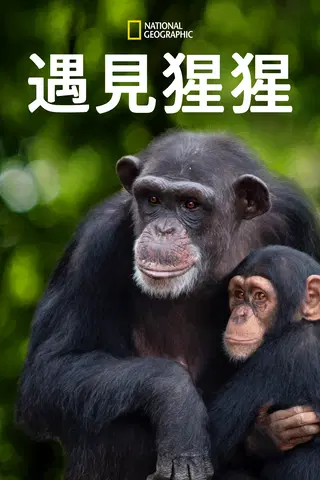 Meet the Chimps