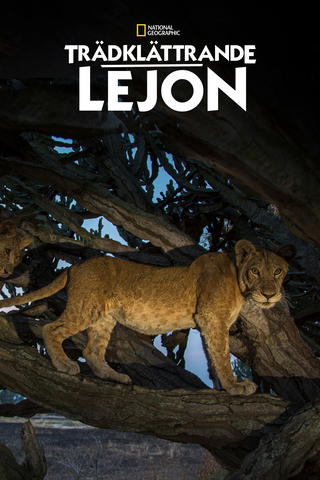 Trädklättrande lejon