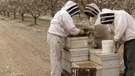 The Strange Disappearance of the Bees