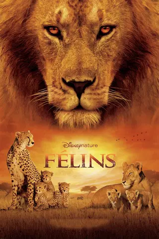 Félins
