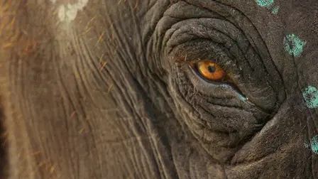 Nuestro bebé elefante