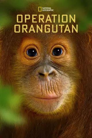 Orangutangräddning