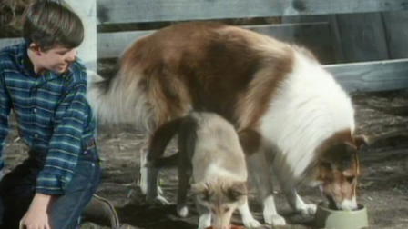 Lassie: Well of Love
