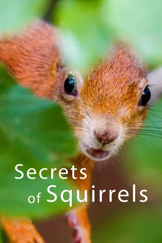 Secrets of Squirrels