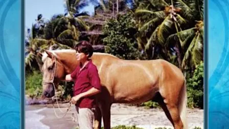 Cristobalito, the Calypso Colt