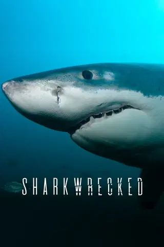 Sharkwrecked