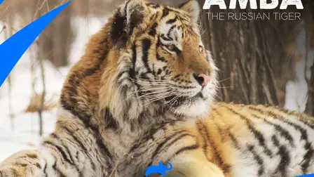 Amba: The Russian Tiger