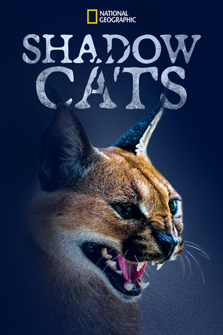 Shadow Cats