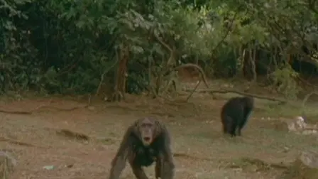 Jane Goodall's Wild Chimpanzees