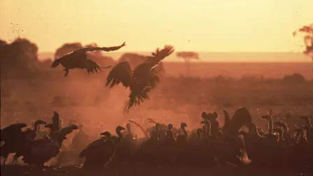 Scavengers of the Savannah