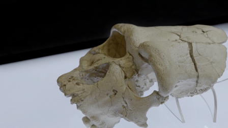 Who Killed The Neanderthal? - Extended
