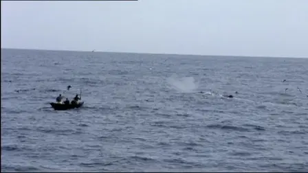 Sperm Whales - Dealing With the Unexpected