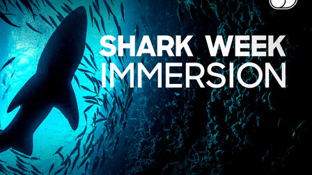 Shark Week Immersion