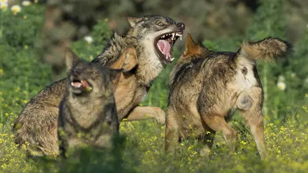 Barbacana: The Wolf's Footprint
