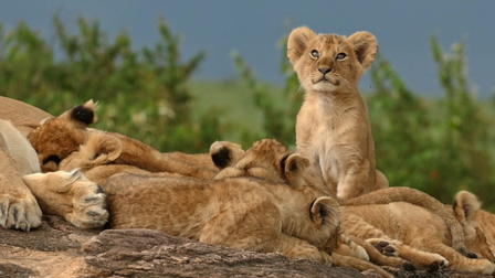 NATOONS