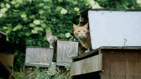 Tiere und andere Menschen