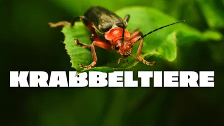 Piccole bestiole
