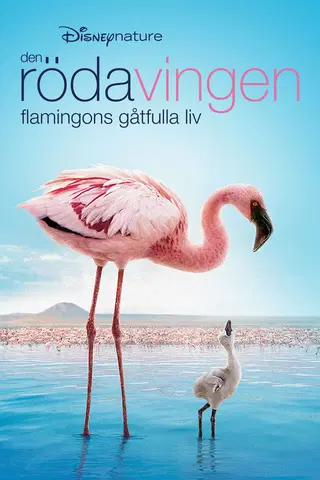 Den röda vingen: Flamingons gåtfulla liv