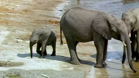 The Elephants' Empire