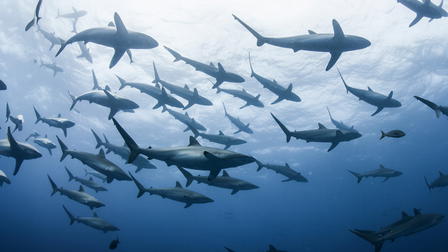 Extinct or Alive: Land of the Lost Sharks