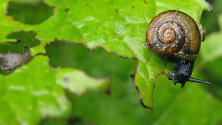 Maailman hiljaisimmat äänet