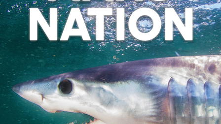 I superpoteri dello squalo mako