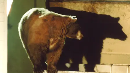 Bear Whisperer