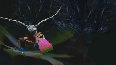 Vetenskapens värld: Jakten på insekternas hemligheter
