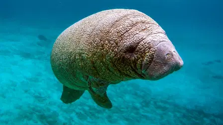 Animal Senses
