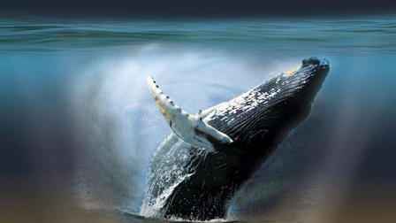 Whaledreamers