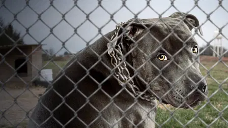Perdido na Espanha: Cães Perigosos