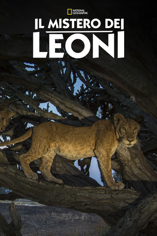 Il Mistero dei Leoni