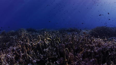 Seasons of the Sea: A Film by Howard Hall