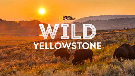 Det vilda Yellowstone
